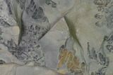 Pennsylvanian Fossil Flora Plate - Kentucky #158863-1